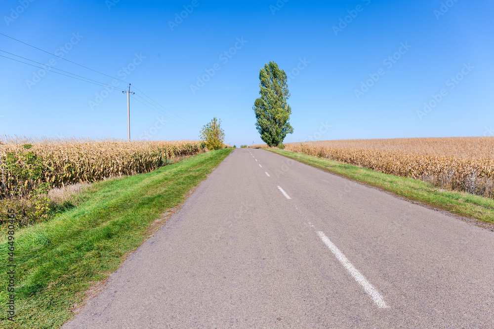 Rural asphalt road among the corn fields on both sides