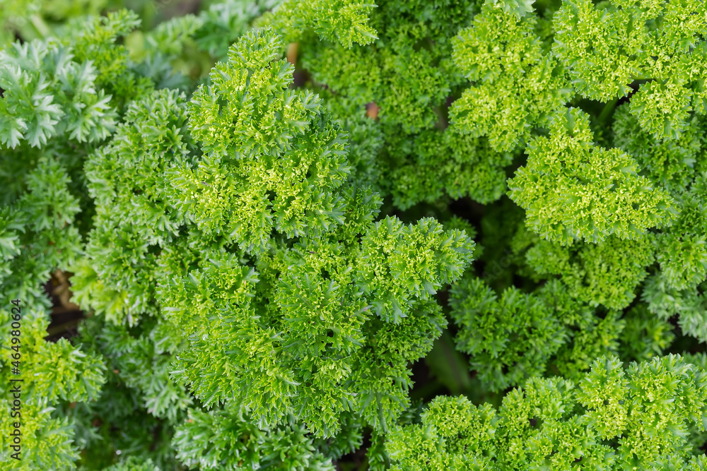 Top view of curly leaf parsley growing on field