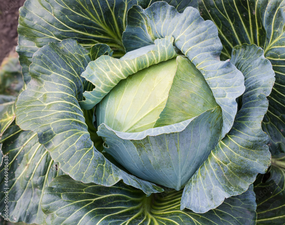 Obraz premium Head of the late white cabbage on field, close-up
