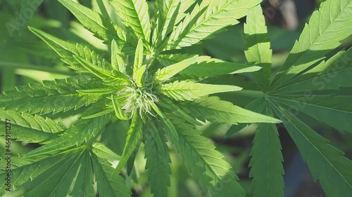 Fresh green cannabis plant. Growing organic cannabis herb on the farm outdoor. Close-up young hemp. Marijuana plantation for medical concept