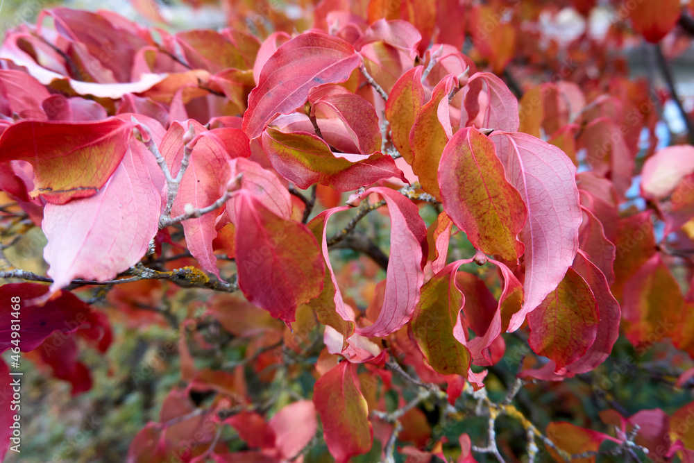 close up of beautiful red leaves in autumn close up of beautiful red leaves in autumn