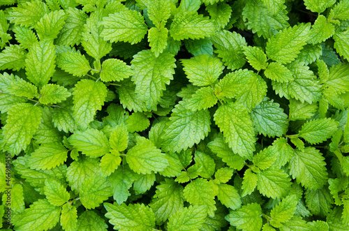 The mint plant grows in the vegetable garden