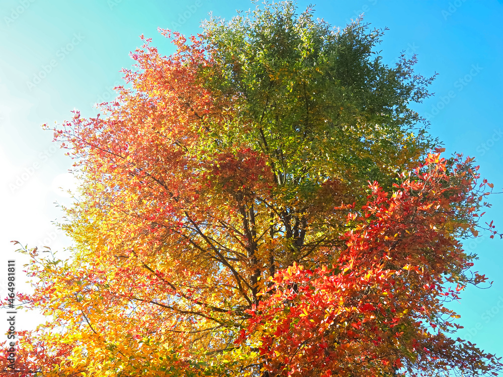 Colours of autumn fall - beautiful black Tupelo tree in front of blue sky Colours of autumn fall - beautiful black Tupelo tree in front of blue sky