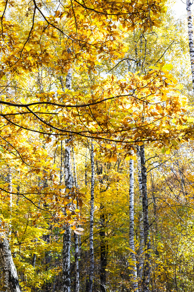 Obraz premium oak yellow leaves and birch trees on background in autumn forest of city park on sunny autumn day