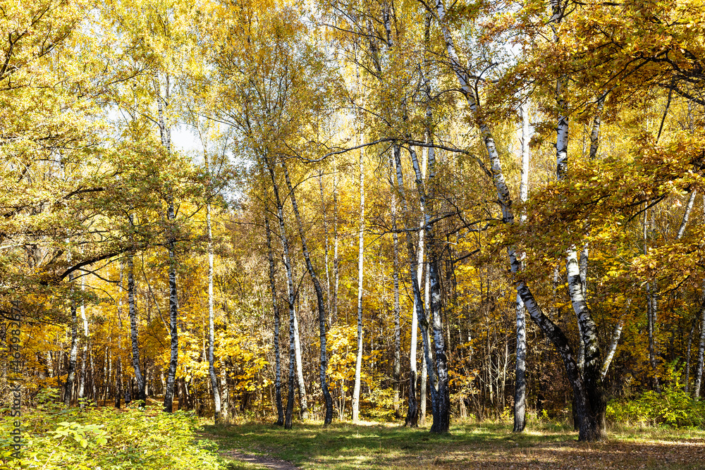 birch grove with yellow foliage on meadow in autumn forest of city park on sunny autumn day