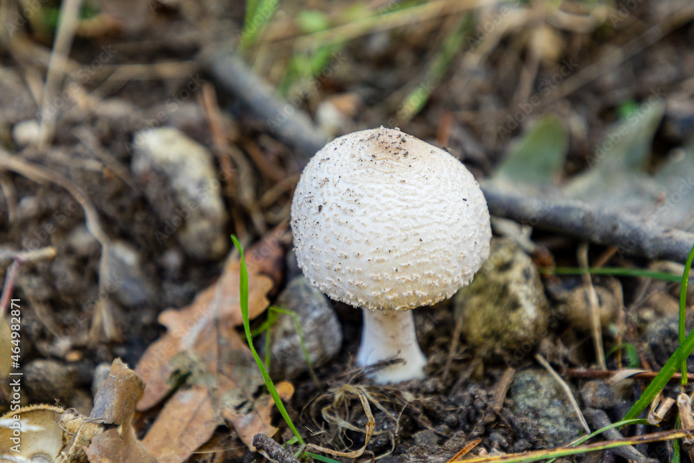 Wild mushrooms growing in the meadows of the Lozoya valley in the Sierra de Guadarrama in Madrid Wild mushrooms growing in the meadows of the Lozoya valley in the Sierra de Guadarrama in Madrid