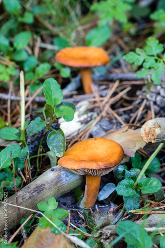 Wild mushrooms growing in the meadows of the Lozoya valley in the Sierra de Guadarrama in Madrid