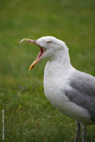 Bild auf Leinwand The screaming seagull.