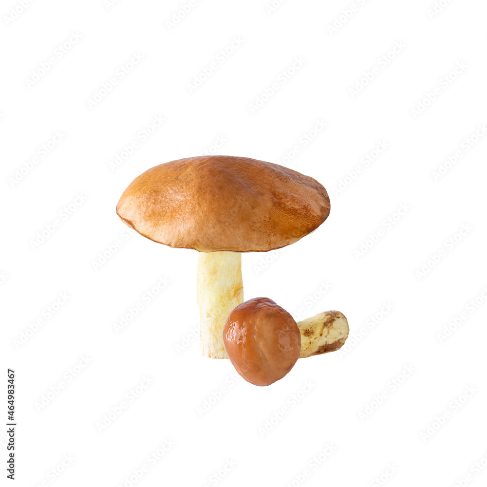 Fresh boletus isolated on white. Fresh boletus isolated on white.