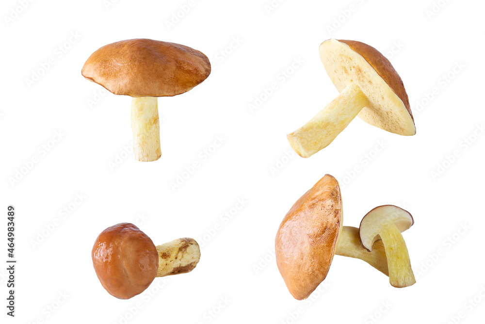 Set of fresh yellow boletus mushrooms isolated on white background. Set of fresh yellow boletus mushrooms isolated on white background.
