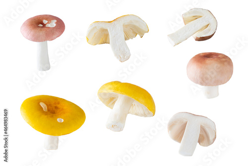 Set of fresh russula mushrooms isolated on white background.