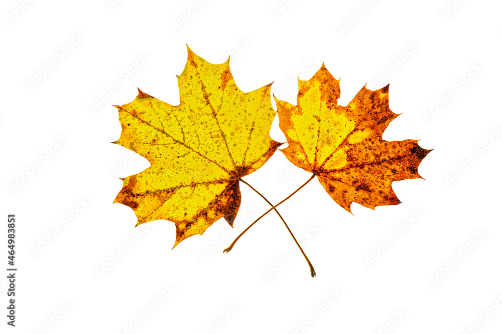 deux feuilles d'arbre aux couleurs d'automne sur fond blanc deux feuilles d'arbre aux couleurs d'automne sur fond blanc
