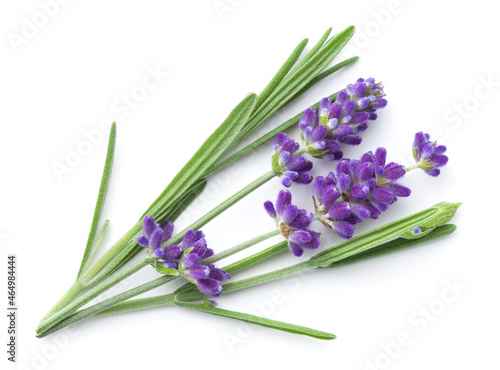 Fresh Lavender Flowers Isolated Over White Background