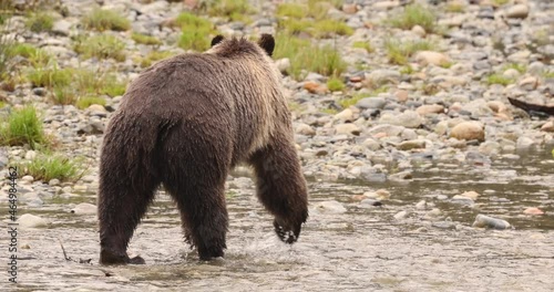 Grizzly Bear walking in river looking for catching salmon. Brown bear foraging in fall fishing for salmon. Brown bear in costal British Columbia near Bute inlet and Campbell River, Canada photo