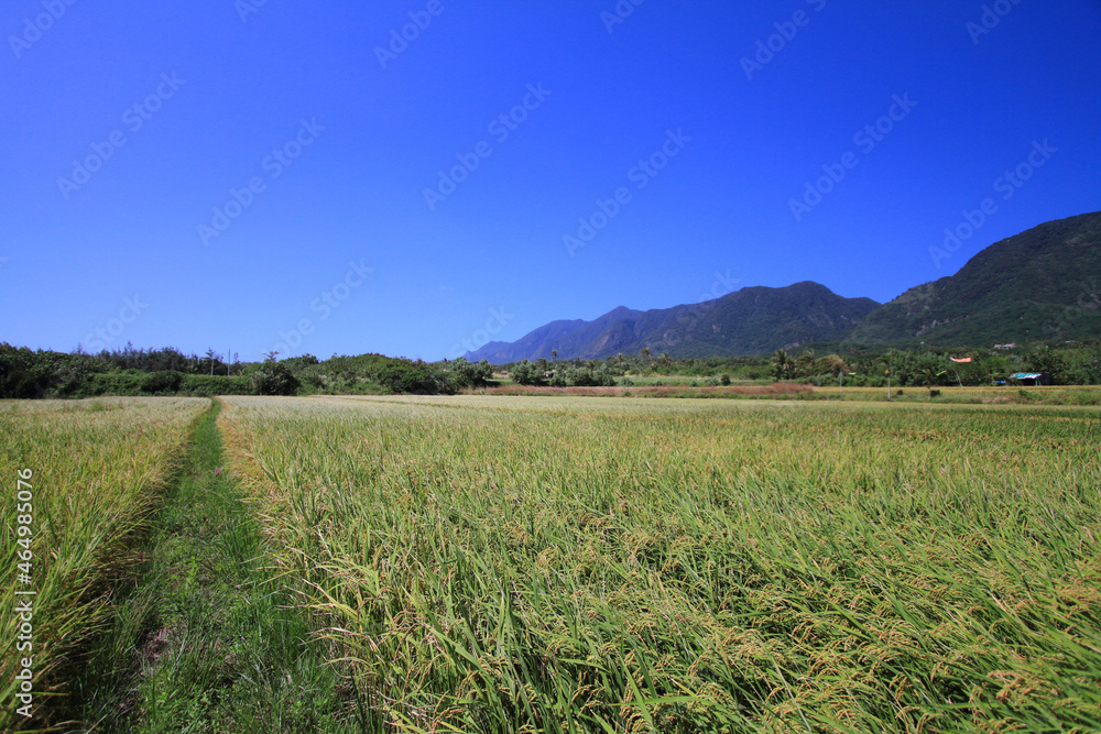 Rice paddy field ready for harvest in Taitung county with mountains in the background on a sunny day. Taiwan