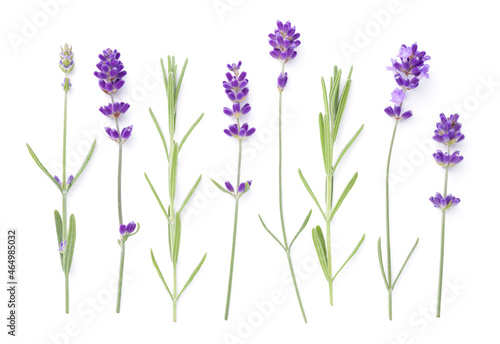 Set Of Lavender Flowers And Leaves Isolated