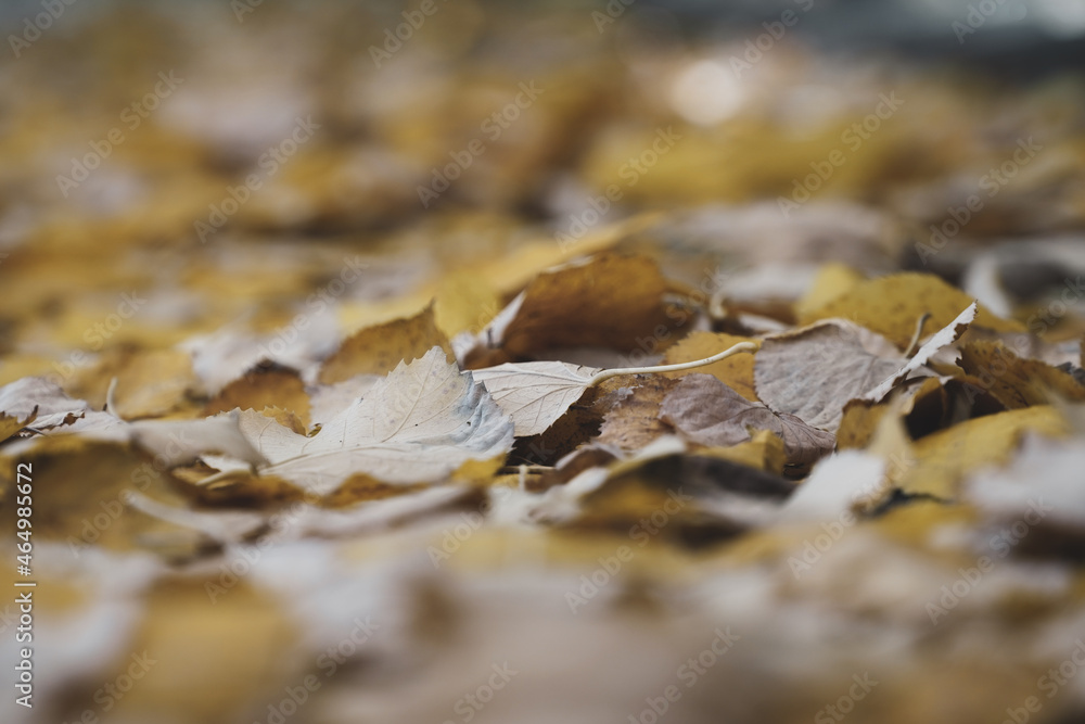 leaves. yellow leaves. autumn landscape. leaves. yellow leaves. autumn landscape.