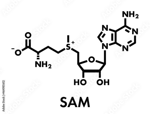S-adenosyl methionine (SAM) molecule. Essential in several metabolic pathways. Often found in dietary supplements. Skeletal formula.