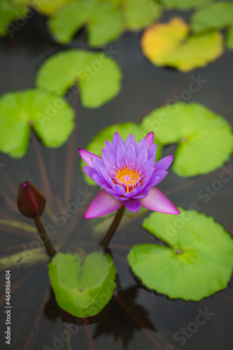 pink lotus flower blooming in a water pond