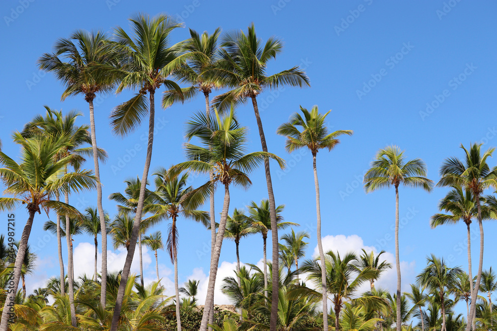 Coconut palm trees on blue sky with white clouds background. Tropical beach, paradise nature