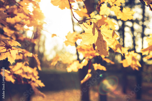 Beautiful scene with yellow maple leaves and defocused path in city park on a sunny day. Autumn nature, copy space. Vintage fall Natural garden landscape backdrop for social media, seasonal quotes