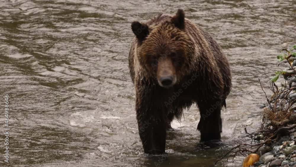 Bear walking in river looking for catching salmon. Grizzly bear foraging in fall fishing for salmon. Brown bear in costal British Columbia near Bute inlet and Campbell River in Strathcona. Bear walking in river looking for catching salmon. Grizzly bear foraging in fall fishing for salmon. Brown bear in costal British Columbia near Bute inlet and Campbell River in Strathcona.
