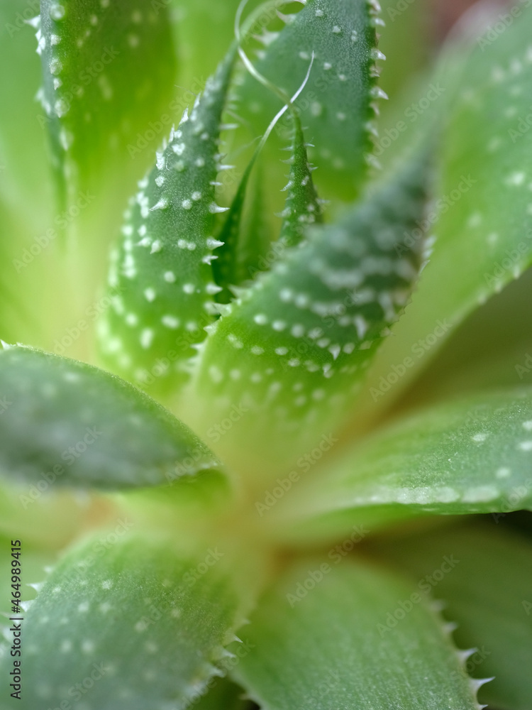 Aloe aristata. Green leaves. Close-up, macro. Aloe aristata. Green leaves. Close-up, macro.