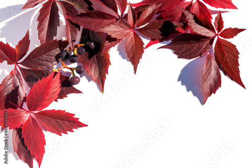 Autumn crimson leaves of wild grapes with small blue berries on a white background. Composition for congratulations on the holiday Thanksgiving. 