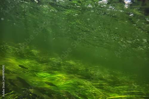 green algae underwater in the river landscape riverscape, ecology nature