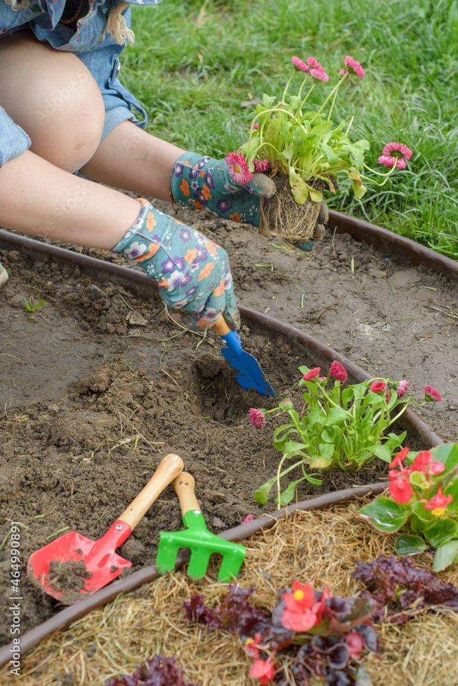 Fototapeta premium Gardener woman planting flowers in the garden at sunny morning