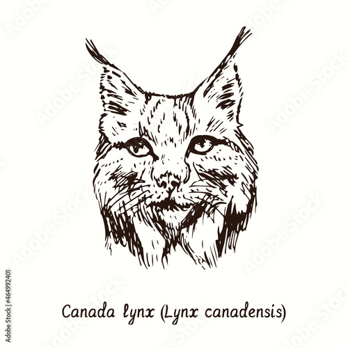 Canada lynx (Lynx canadensis) face portrait front view. Ink black and white doodle drawing in woodcut style.