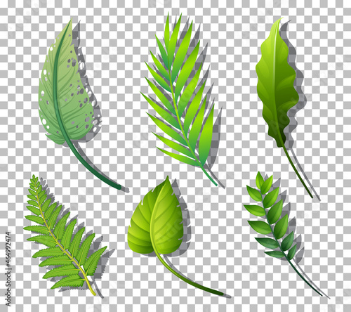 Set of variety tropical plants leaves on transparent background