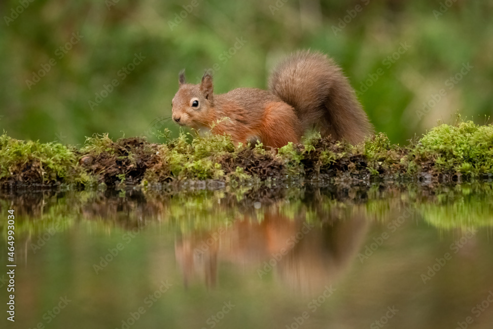 An alert red squirrel walking along the edge of a pool. Its body is reflected in the water
