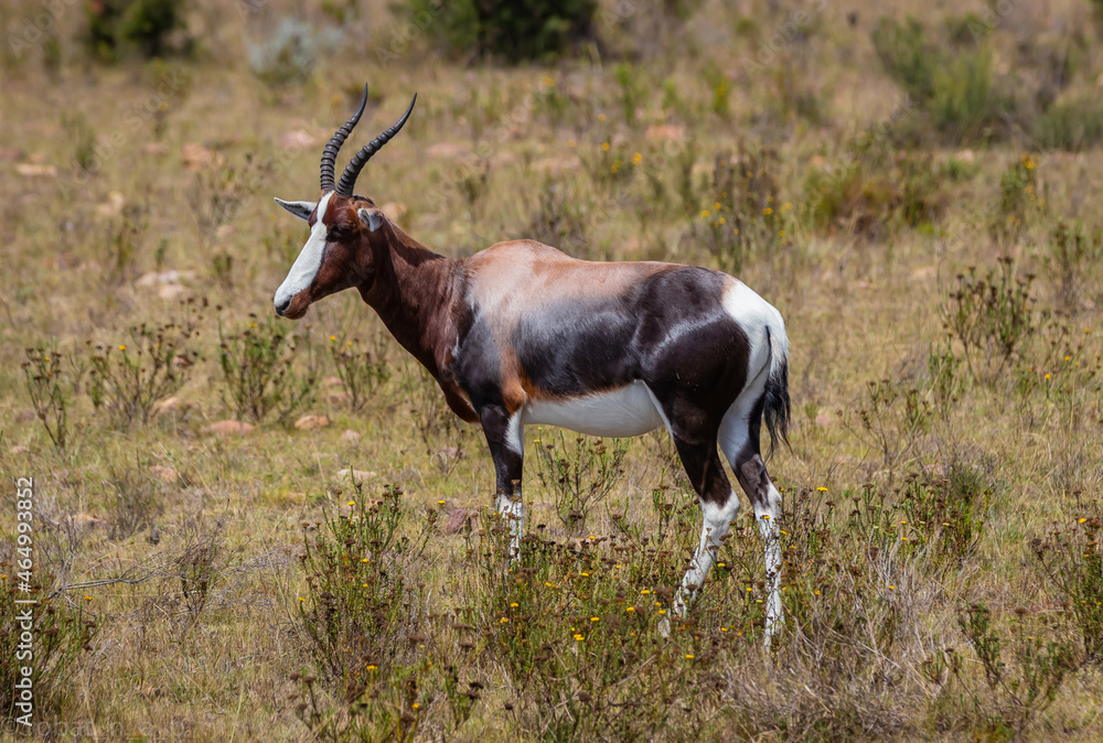 antelope in the wild antelope in the wild