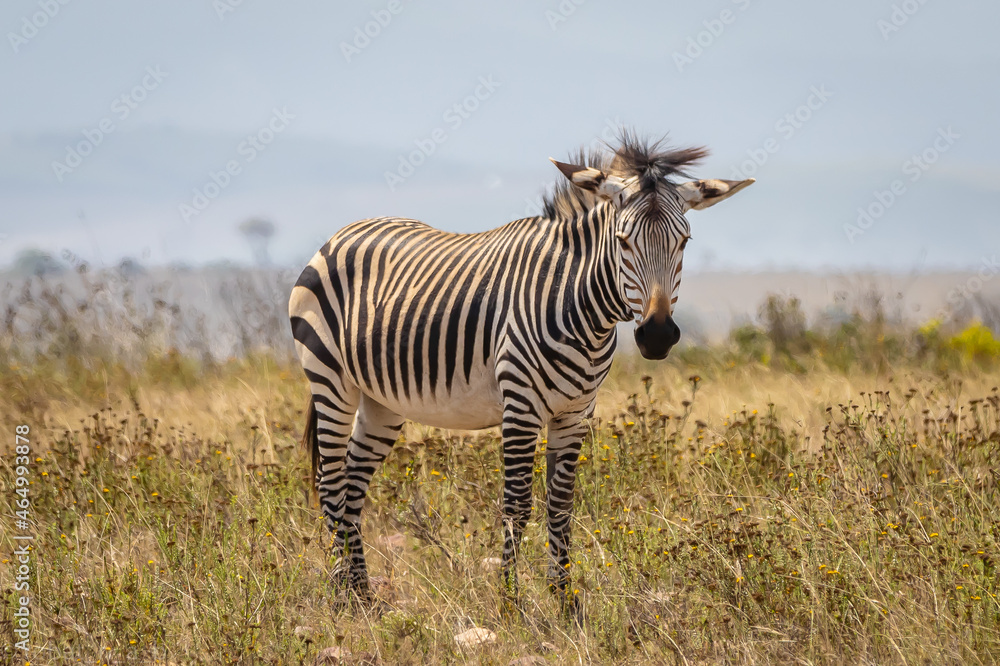 Obraz premium zebra in the wild