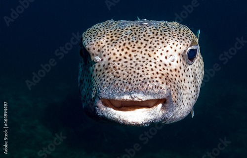 Pufferfish on the coral reef on the similan islands in Thailand
