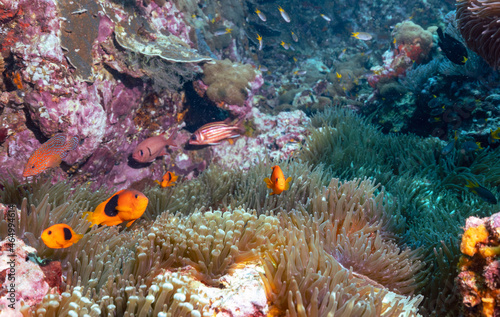 Anemone fish on the coral reef of the Phi Phi islands in Southern Thailand