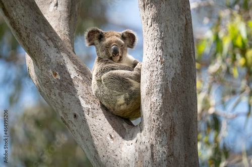 Photography A koala siting in a tree