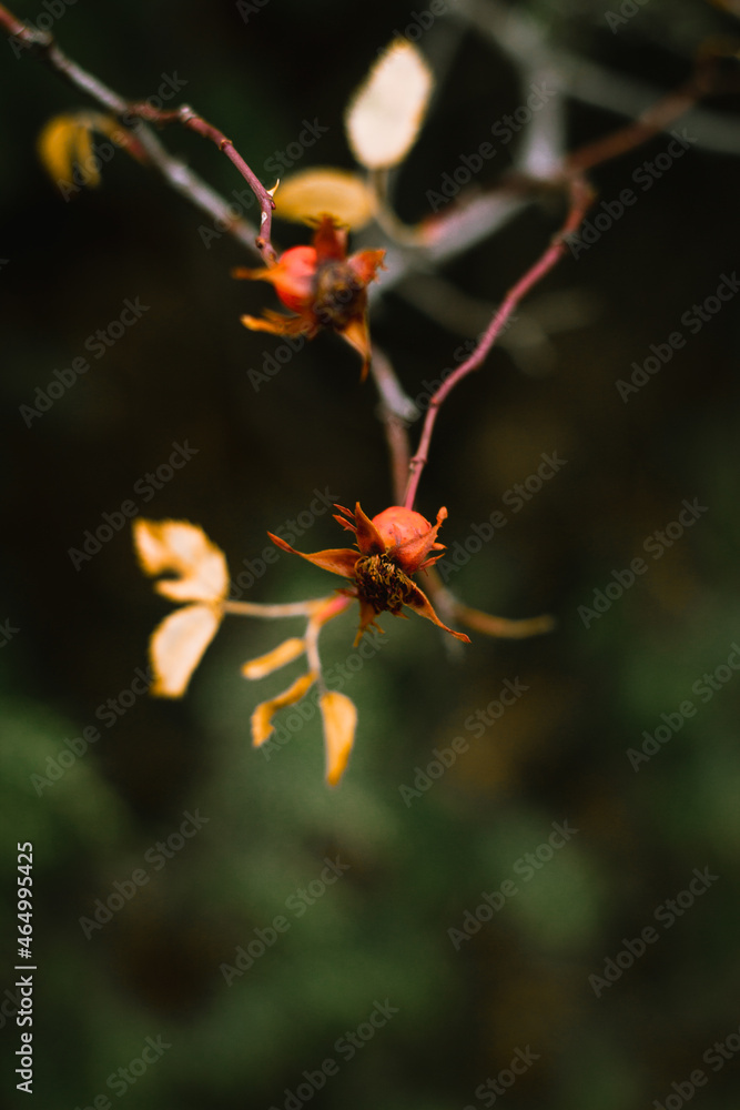 Rose berry or thorns berry, but they prickly. Rose berry or thorns berry, but they prickly.