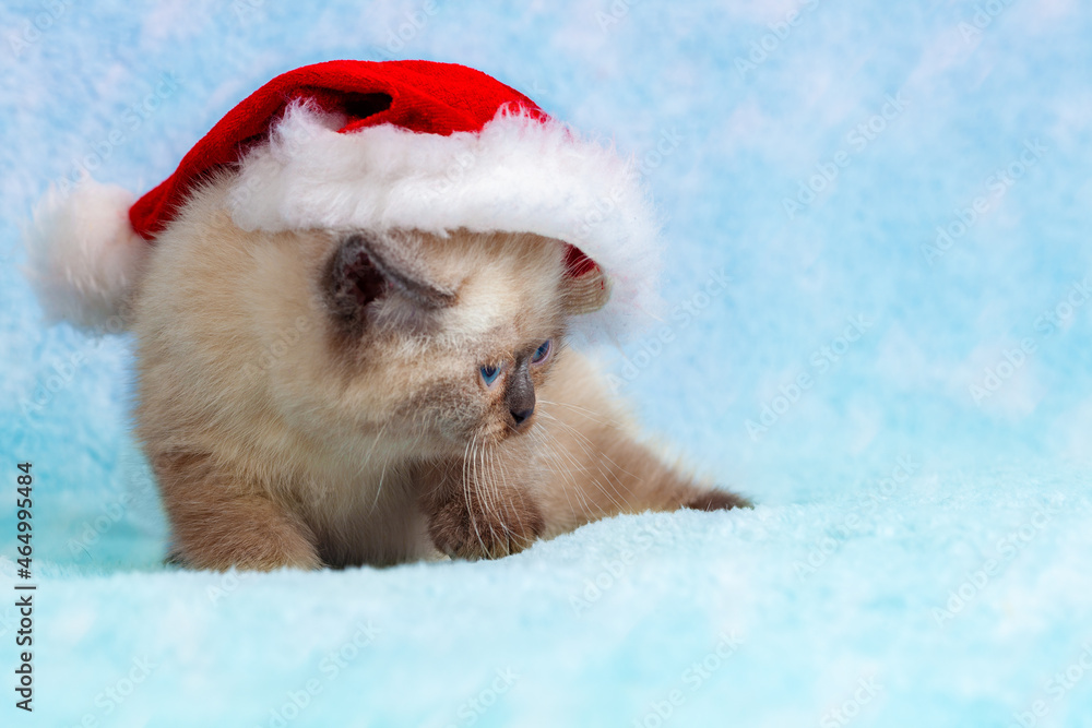 Funny little kitten wearing Santa Claus hat on the blue blanket Funny little kitten wearing Santa Claus hat on the blue blanket