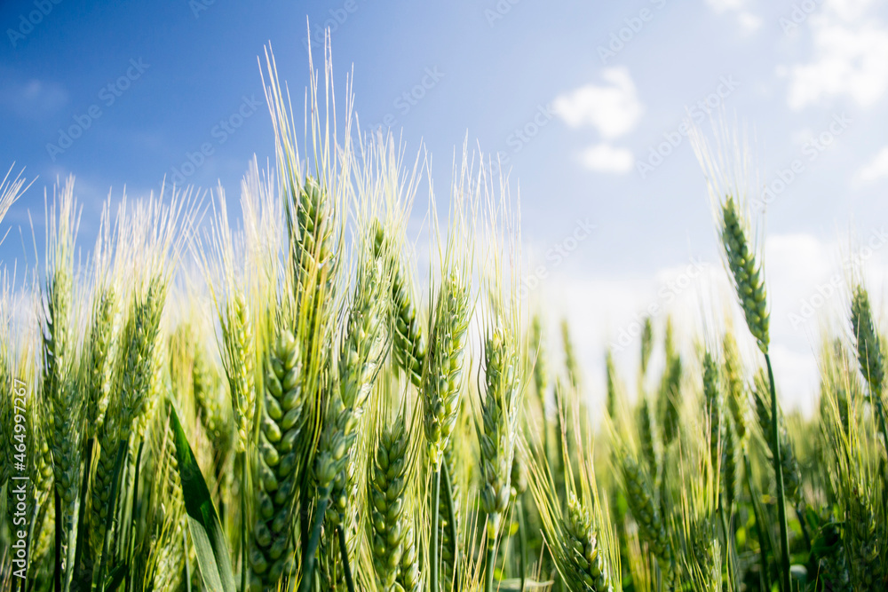 wheat field and sunny day wheat field and sunny day
