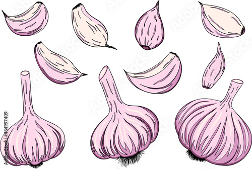 Garlic isolated on white background. Vector hand drawn illustration of garlic sliced. Vegetable colored Icon.