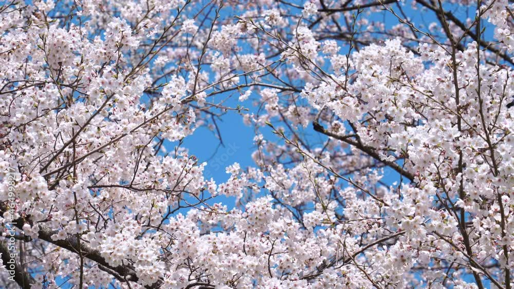 桜 満開 ソメイヨシノ 桜 満開 ソメイヨシノ
