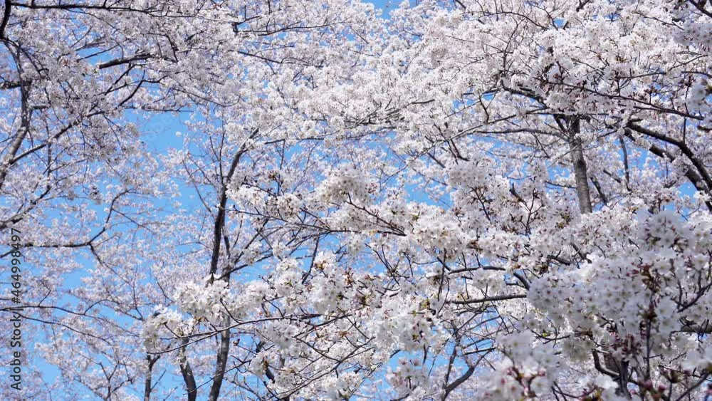 桜 満開 ソメイヨシノ 桜 満開 ソメイヨシノ