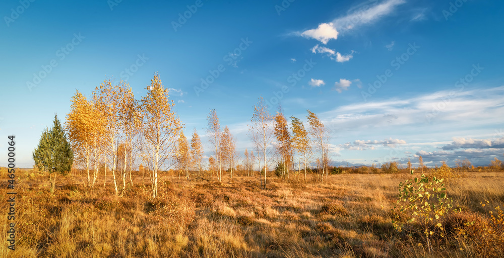 Fototapeta premium Autumn landscape with blue sky and birches. A lovely sunny day. Panoramic view.