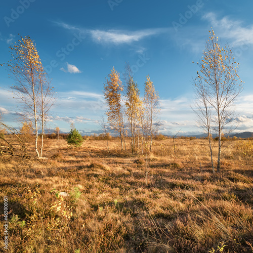 Autumn landscape with blue sky and birches. A lovely sunny day. 