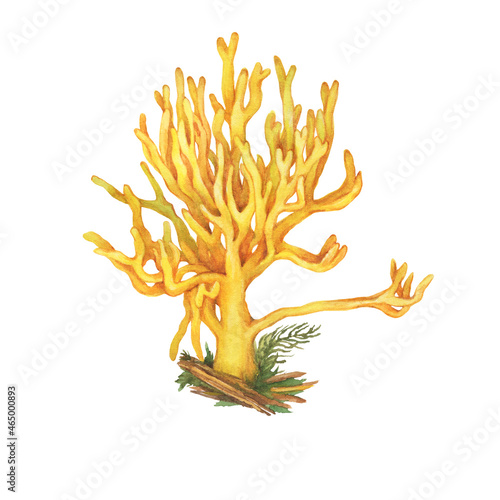 Autumn mushrooms calocera viscosa (jelly fungus, coral mushroom, golden club fungi, goatee, changle, yellow stagshorn, cockscomb). Watercolor hand drawn painting illustration isolated on a white photo