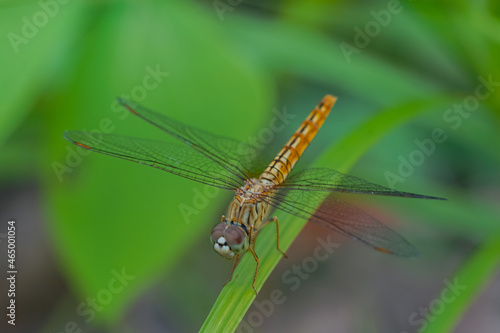 the dragonfly in the forest is taken at close range