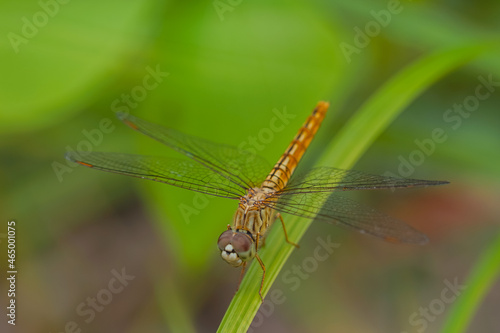 the dragonfly in the forest is taken at close range © parianto