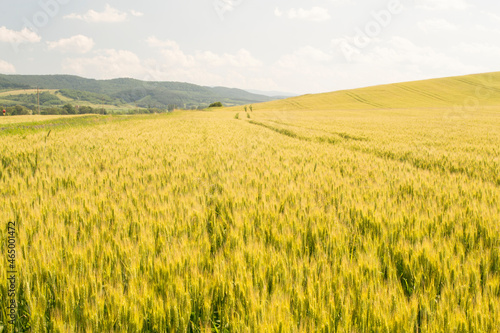 wheat field and sunny day 